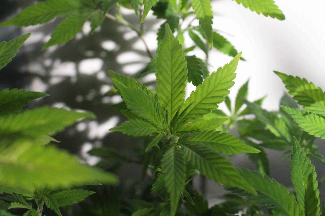 What Is CBD?