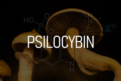 Psilocybin: The Buzz, The Benefits of Micro dosing