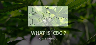 CBG Oil: The Newest Breakthrough in the World of Wellness